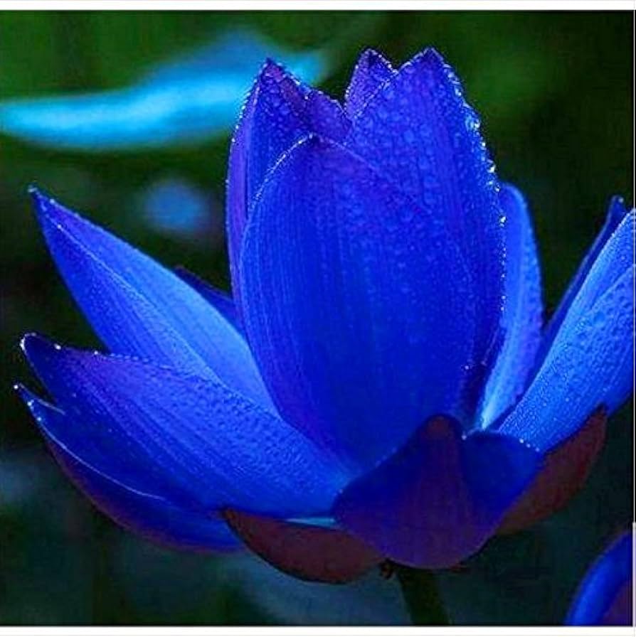 rare rainbow flower seeds