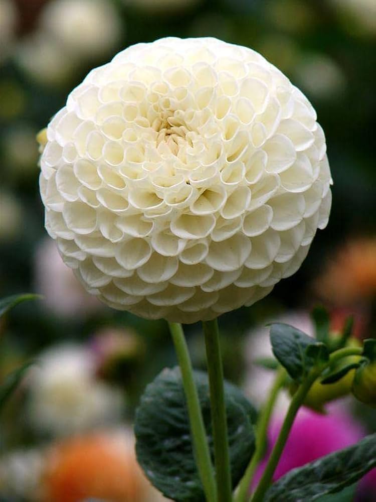 Fresh Dahlia Flower Seeds for Planting, White 100 pcs