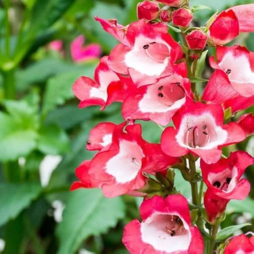 Red Penstemon Flower Seeds for Planting - 100 pcs