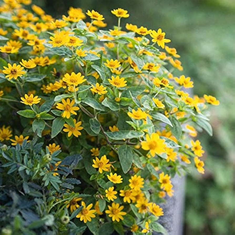 melampodium paludosum flower seeds