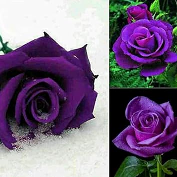 Light Lavender Snow Rose Flower Seeds for Planting