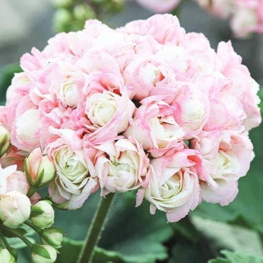 rare geranium flower seeds