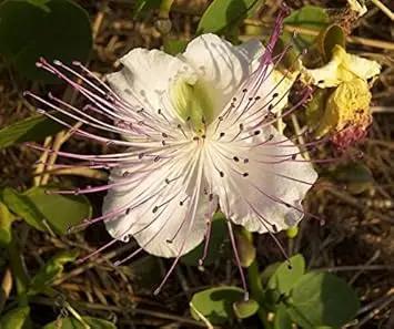 white capparis flower seeds