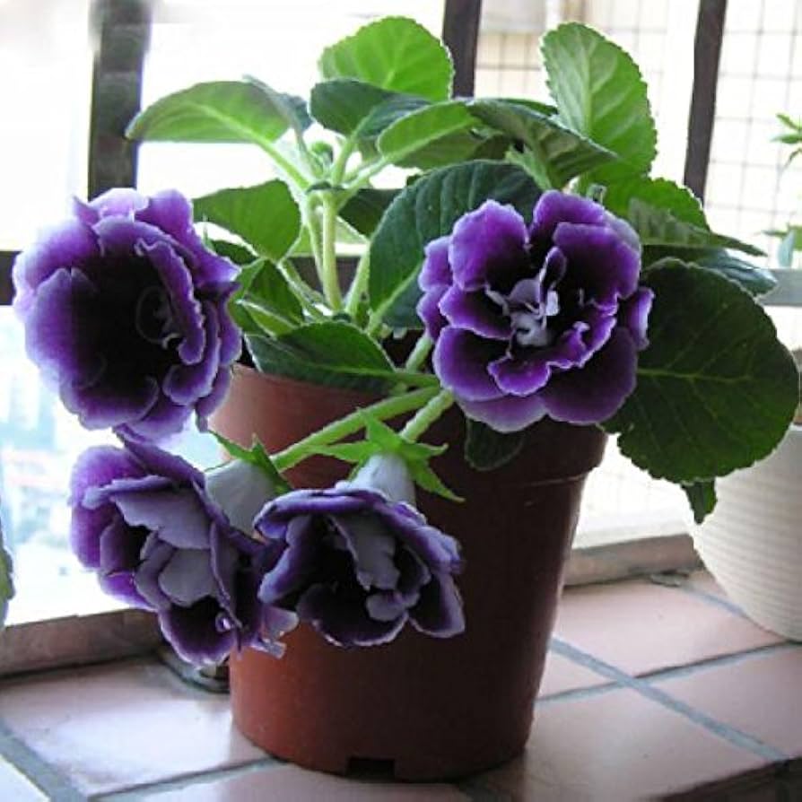 Geraniumviolet blomsterfrø til plantning 100 stk