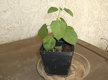 Flower Seeds, Seeds for Planting, Plant Seeds