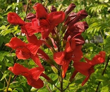 red cape flower seeds
