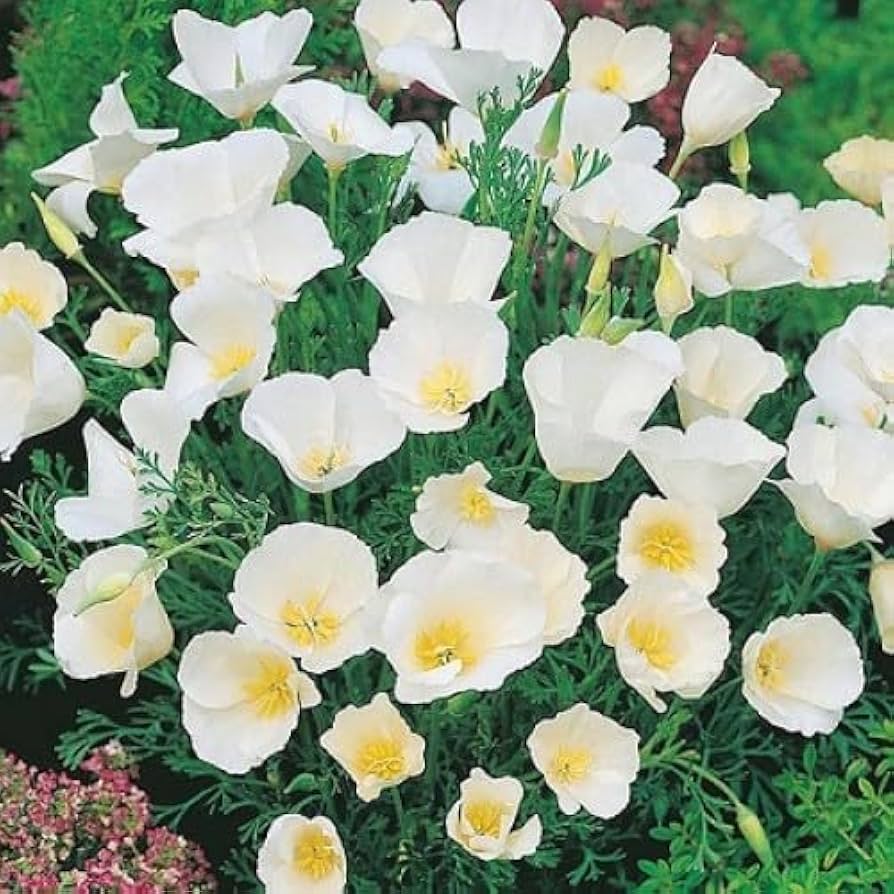 White Eschscholtzia Jardim Flower Seeds 100 pcs