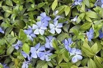 blue light flower seeds