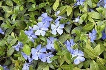 Light Blue Periwinkle Vinca Seeds for Planting