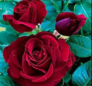 Flower Seeds, Seeds for Planting, Plant Seeds