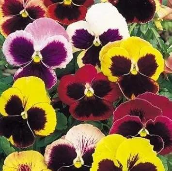 mixed pansy flower seeds