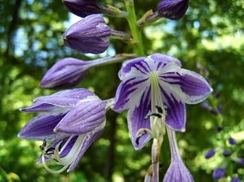heirloom non flower seeds
