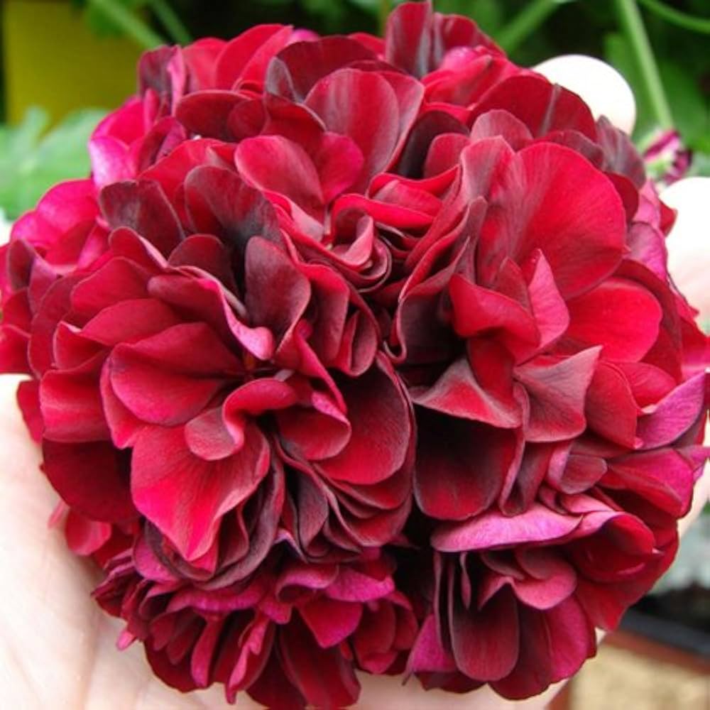 red deep flower seeds