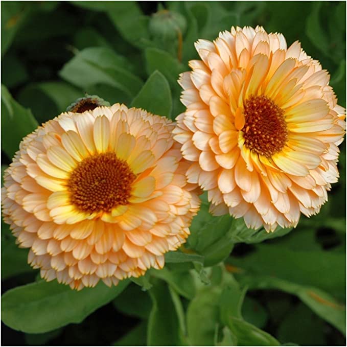 pink marigold seeds Heirloom Pink Marigold Flower Seeds