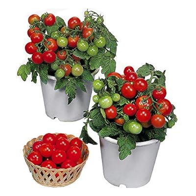 Dwarf Red Robin Tomato Vegetable Seeds for Planting,Heirloom Non-GMO seeds