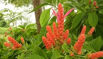 Flower Seeds, Seeds for Planting, Plant Seeds