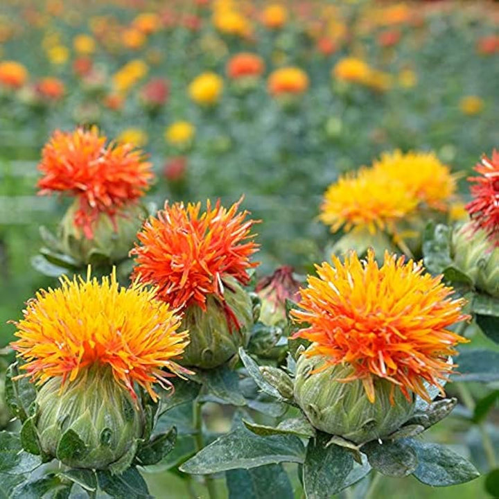 Blandede Carthamus blomsterfrø til udplantning - 100 stk