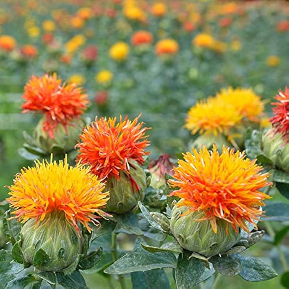 mixed carthamus flower seeds
