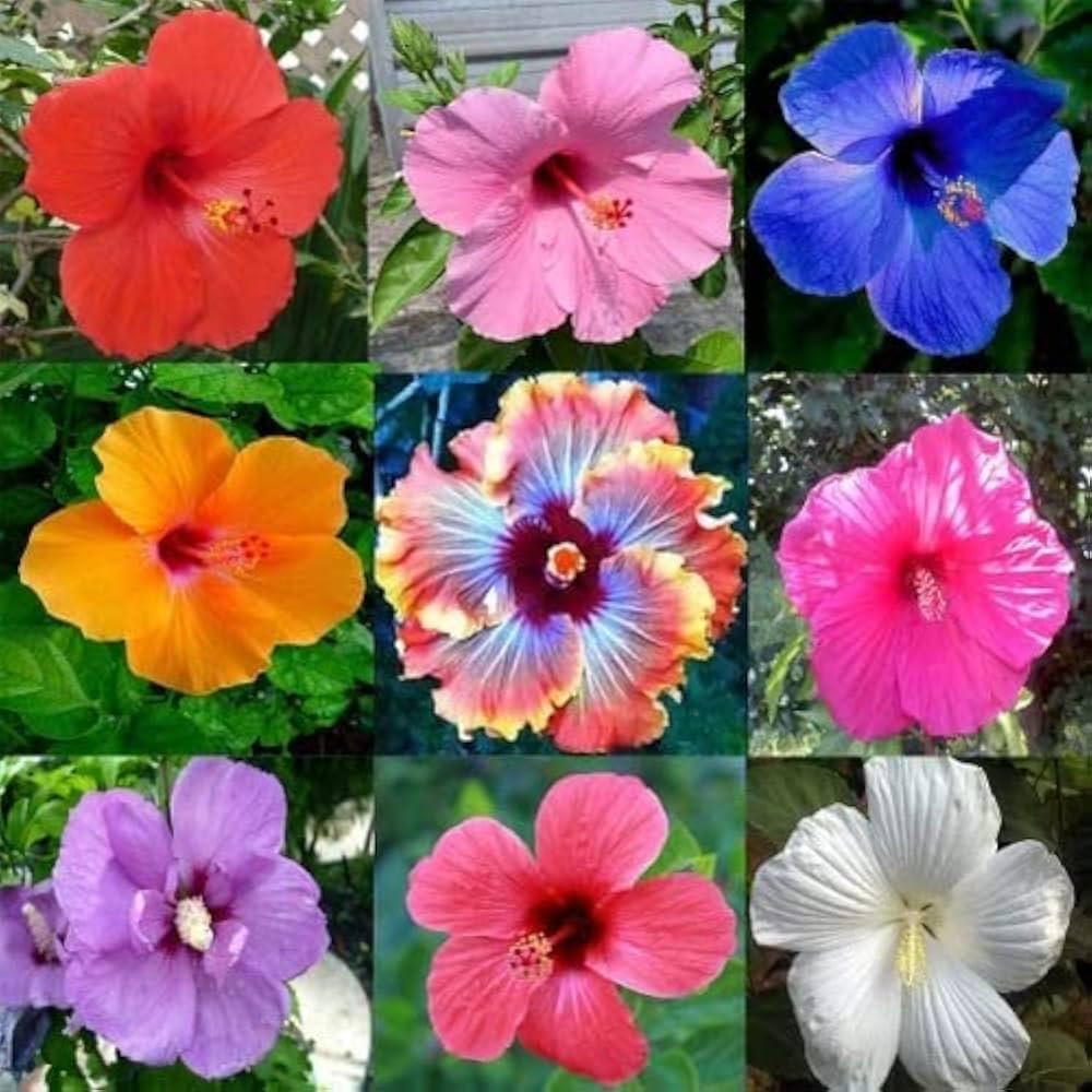Multi-Colored Hibiscus Flower Seeds for Planting – Heirloom, Non-GMO, High Germination Organic Garden Seeds