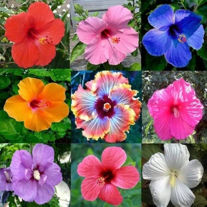 Multi-Colored Hibiscus Flower Seeds for Planting – Heirloom, Non-GMO, High Germination Organic Garden Seeds