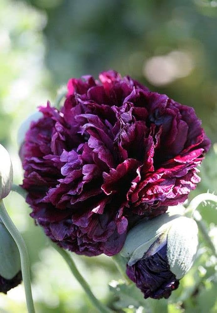 peony root flower seeds