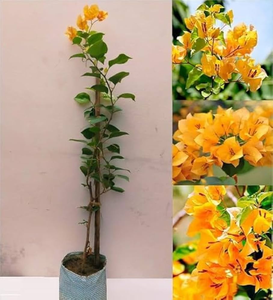 yellow bougainvillea flower seeds