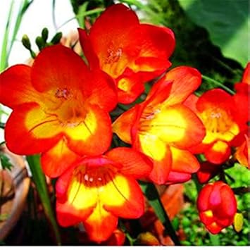yellow orange flower seeds