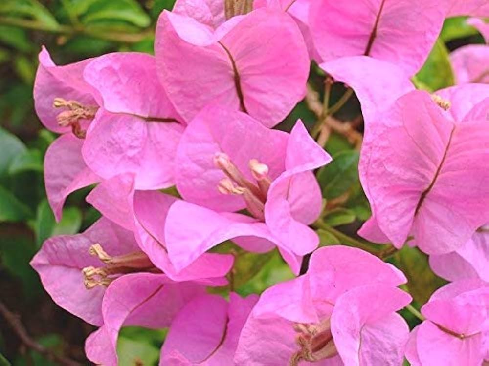 Lyserøde Bougainvillea Blomsterfrø - 100 stk