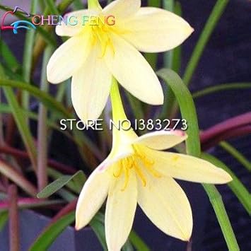 Flower Seeds, Seeds for Planting, Plant Seeds