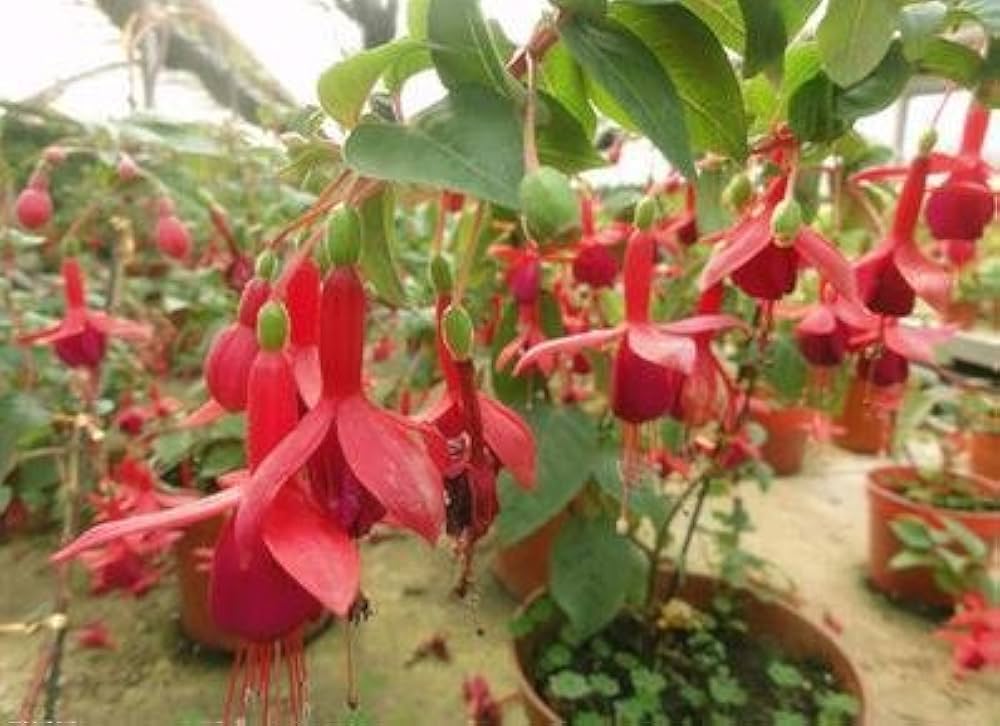 fuchsia bellflower flower seeds