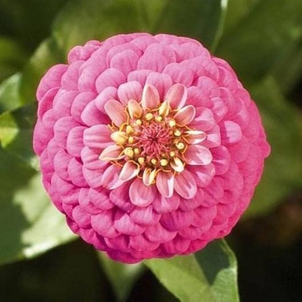 zinnia zinnia flower seeds
