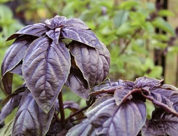 Lemon Basil Seeds for Planting