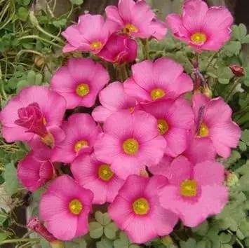 pink carpet flower seeds