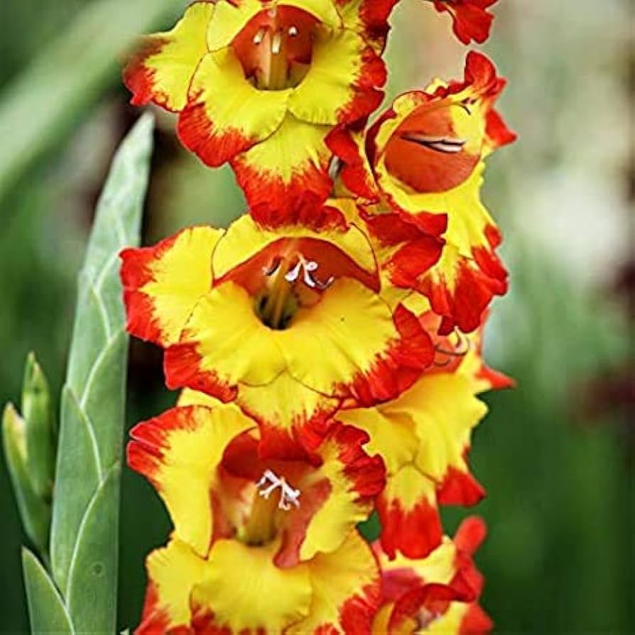 Organic Yellow Red Gladiolus Flower Seeds for Planting – Heirloom, Non-GMO, High Germination Perennial Blooms