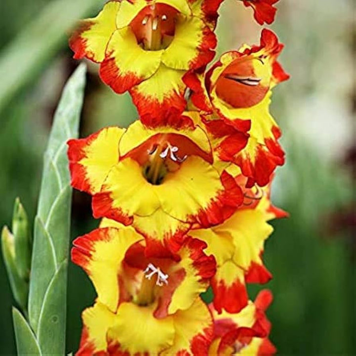 Organic Yellow Red Gladiolus Flower Seeds for Planting – Heirloom, Non-GMO, High Germination Perennial Blooms