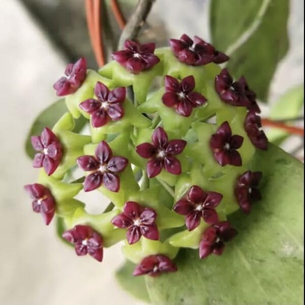 Sea Green Hoya Flower Seeds for Planting – Heirloom Non-GMO High Germination Rare Tropical Blooms