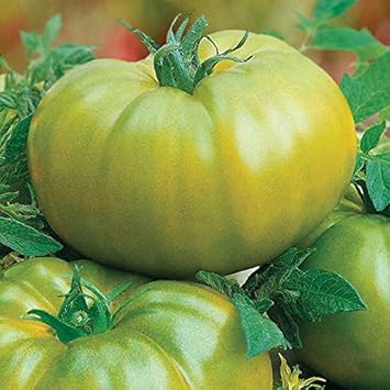 Green Giant Monster Tomato Seeds for Planting