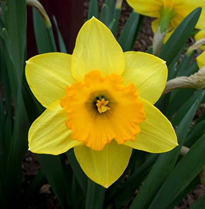 Yellow Daffodils Flower Seeds for Planting – Non-GMO, Heirloom, Spring Blooms