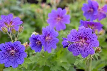 yellow geranium flower seeds