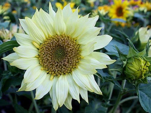 Heirloom Non-GMO Helianthus Flower Seeds for Planting – Bright Sunflower Variety, High Germination Garden Seeds