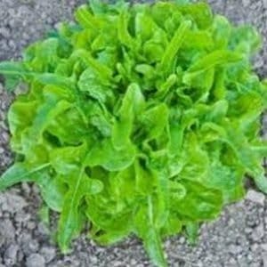 Heirloom Dubacek Tomato Seeds Non-GMO Vegetable for Garden Planting