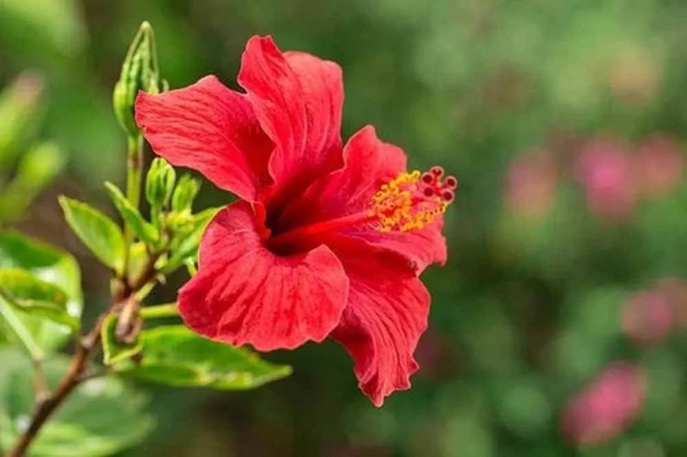 Hibiscus blomsterfrø til udplantning, friske, 100 stk