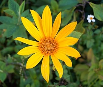 yellow diversifolia flower seeds