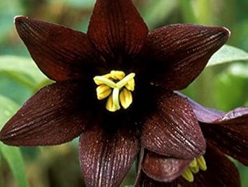 chocolate lilly flower seeds