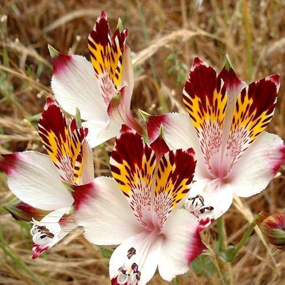alstroemeria peruvian flower seeds
