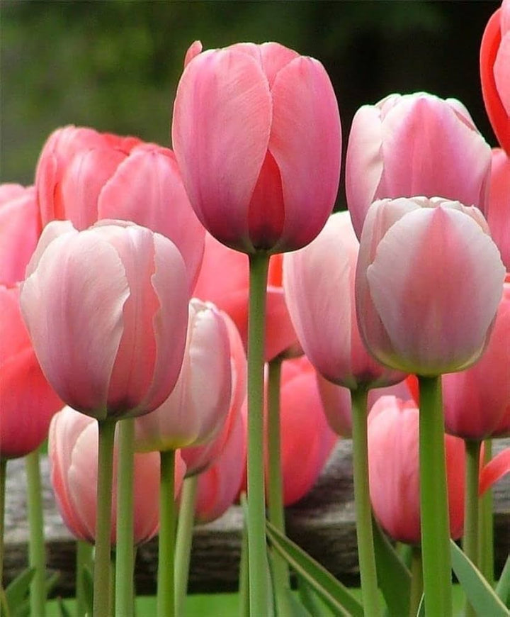 Tulip Flower Seeds Pink White for Planting, 100 pcs