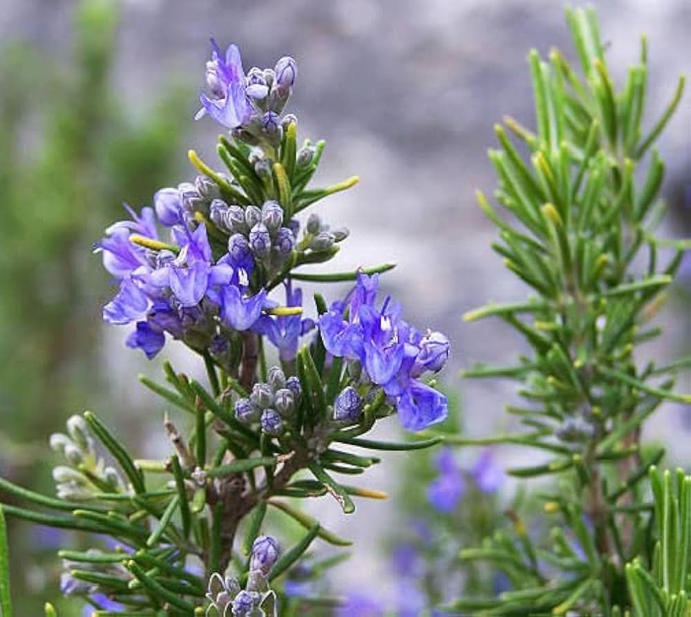 lavender exotic flower seeds