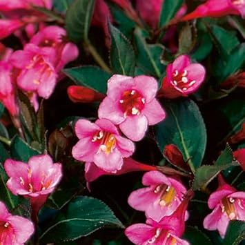 Flower Seeds, Seeds for Planting, Plant Seeds