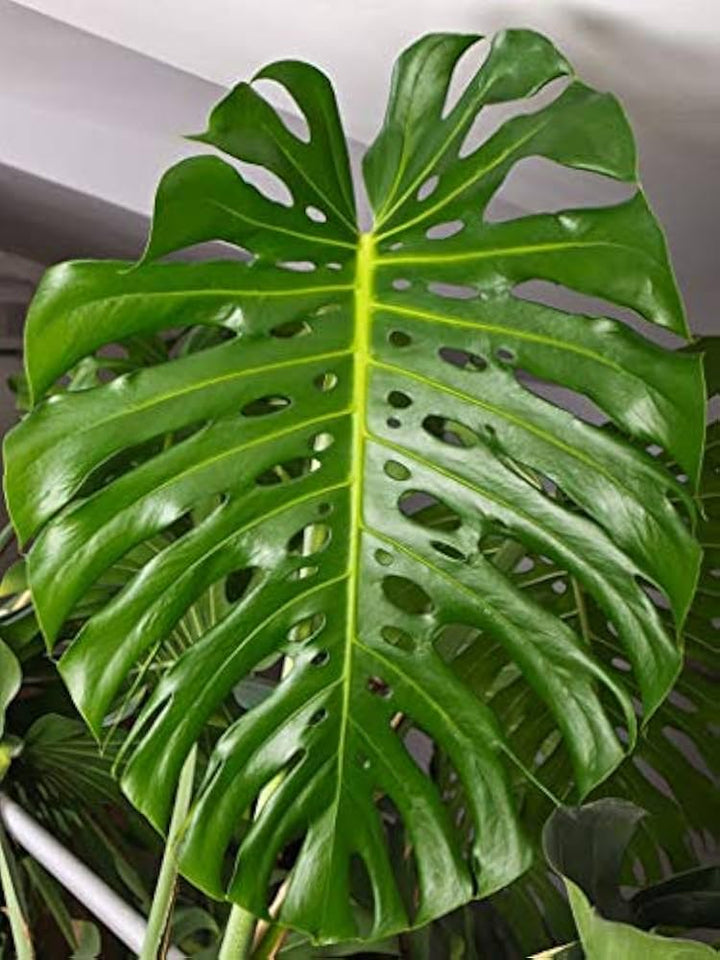 Grønne Philodendron plantefrø til udplantning - 100 stk