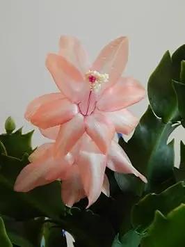 peach schlumbergera flower seeds
